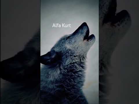 Gerçek Kurt Sesi