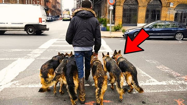 Un homme promène ses chiens chaque matin – jusqu'à ce que les gens découvrent qu'il cache un secret