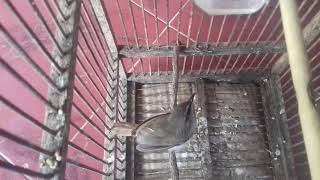 Suara masteran burung cikrak bambu