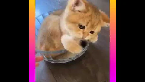 Video 9629081: fails compilation, cat cute dog, funny cat