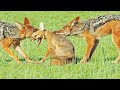 Jackals rip fox apart while it fights back