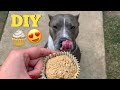 Quick & Easy Peanut Butter & Banana "Pupcakes" | The Blue Nose Pit Bull