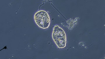 JM Microscopes and CTK Instruments Zeiss PrimoStar Phase Microscope