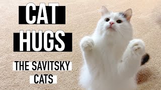 Cat hugs || Cat Tricks || Funny Cat Videos || The Savitsky Cats by The Savitsky Cats 5,078 views 3 years ago 15 seconds