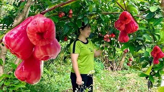 Harvest And Sell & Make Fruit Flavored Jelly  Thanh farm life