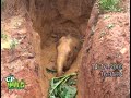 This elephant rescued from a well !