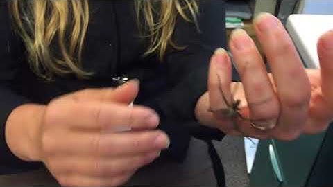 Giant house spider
