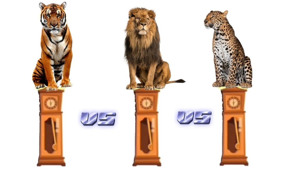 HICKORY DICKORY DOCK TIGER VS. LION VS. LEOPARD | Whose clock break