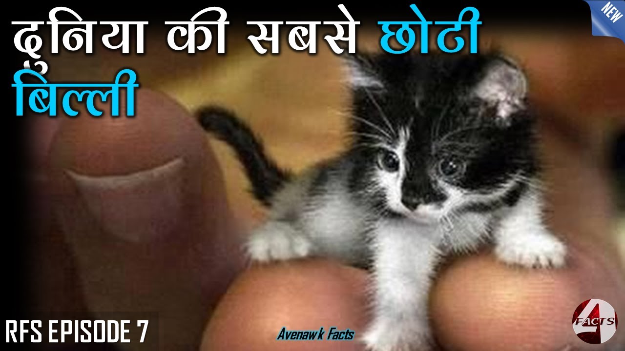 Самые Маленькие Котята В Мире Фото