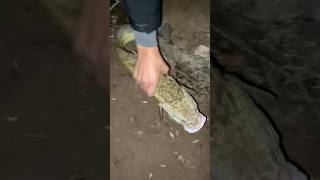 Налим на усатого 🎣 .Лайкни, если тоже ловил налима 😏Скоро покажу вкуснейшее приготовление 😋