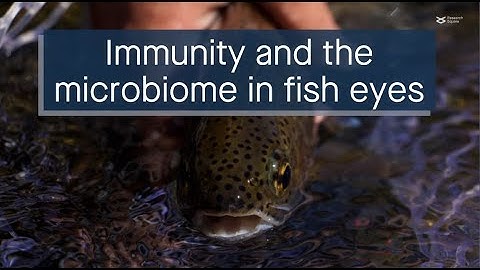 Link between antiviral immunity and microbiome homeostasis in the mucosal surfaces of trout eyes