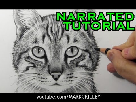 Video: How To Learn To Draw A Cat