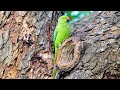 Indian animals  birds  parrot  nature  indian birds