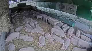 Live Camera Axis P1435-LE (1)