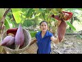 It is about 50 banana tree in my cashew farm - I cut banana flower for cooking