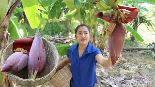 It Is About 50 Banana Tree In My Cashew Farm - I Cut Banana Flower For Cooking