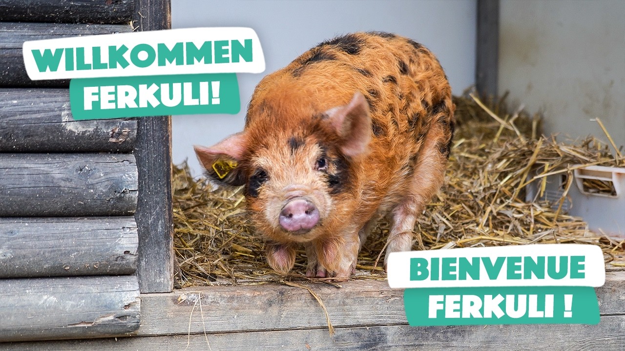 Willkommen Ferkuli! Bienvenue Ferkuli !