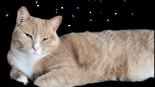 Relaxing Winter Video | Starring Prince Simba by We Love Cats 24 views 2 years ago 5 minutes, 32 seconds