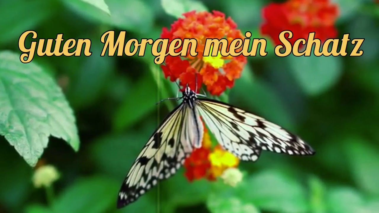 Schatz mein schöne für morgen sprüche guten 41 Guten