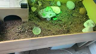 8 hour time lapse of baby Russian Tortoise