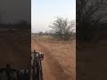 Wild dogs kill impala