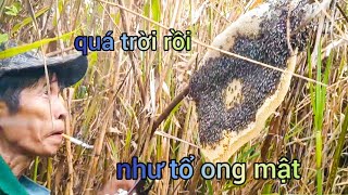 ba anh em đi bắt ong ruồi trúng đậm, toàn tổ khủng @phuongsanbat83vlog