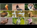 Most complete  170 species of accipitridae eagle hawk kite  buzzard and vulture