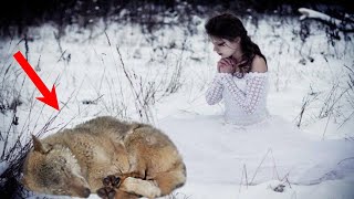 картинка: Девушка упала к телу раненой волчицы и зарыдала, прося прощения у хищницы