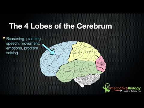 Video: Hvor er de fire hjernelappene plassert?