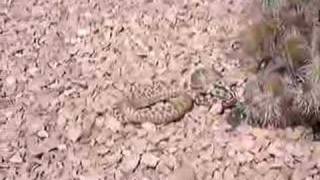 Snake eating a chipmunk