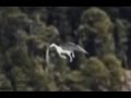 IMPACTANTE, PEGASO REAL GRABADO en Rusia 2015