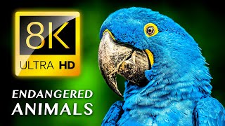 الحيوانات المهددة بالانقراض 8K ULTRA HD