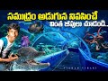      dangerous living beings under sea  vikram vihari