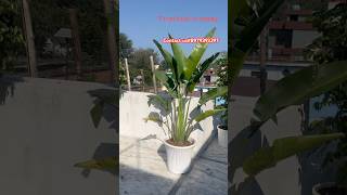 🌿Terrace Garden Final Look 😍  Plants Ready for Planting | Beautiful Rooftop Transformation#1mviews