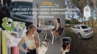 vlog: новинки фикс прайс, иду в гости | РОЗЫГРЫШ на 5000✨ первое растение🌱