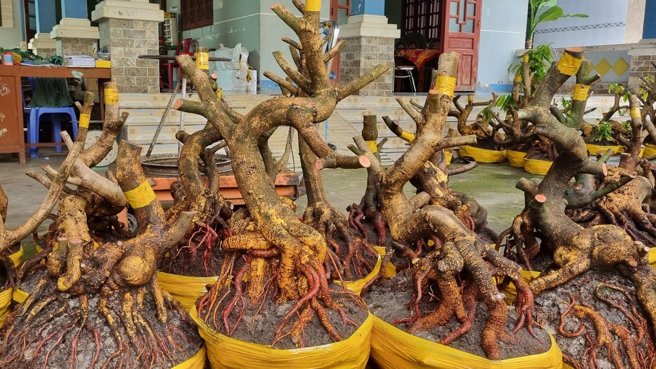 Nhung 0966023980 ngày 10/2 gl lô phôi mai vàng giảo dáng lắc lượng bông chùm cánh to 