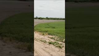 Aplicando fungicida sobre trigo en círculo de riego, en Tinoco, Córdoba. Con drone Agras T50.