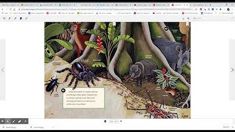 Rain Forest Wonders Grade 2 Unit 4 Week 1