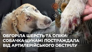 Обгоріла шерсть та опіки: улюблена собака військових Цунамі постраждала від артилерійського обстрілу