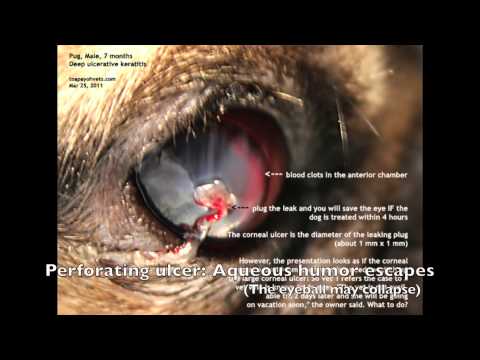 Keratitis in dogs