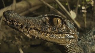 Yavru Timsah Pitona Kârşı...