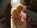 🐱🐩 Cat Meets a Poodle — Things Get AWKWARD! 😂 #shorts #cats #funny