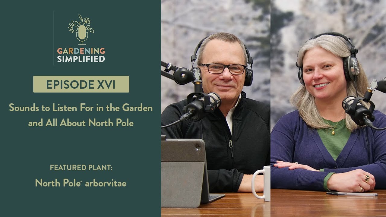 sounds-to-listen-to-in-the-garden-north-pole-arborvitae-gardening