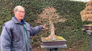 Large Bonsai at RHS Wisley