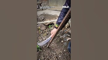 Cara Memanggil Cacing dari Dalam Tanah