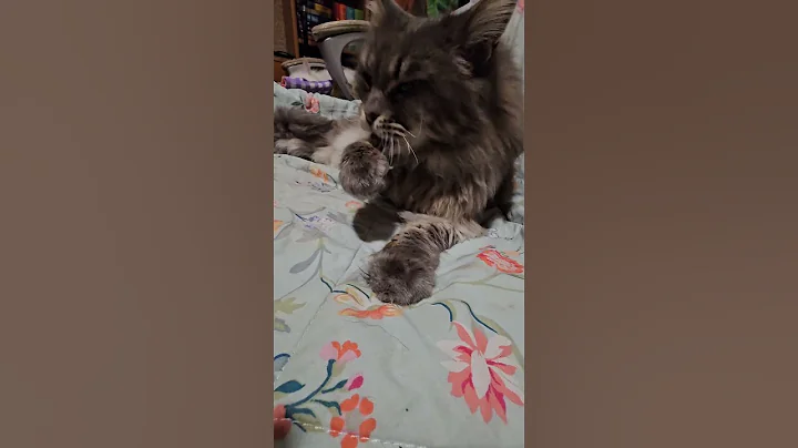 Watch the video about Mainecoon's immaculate grooming