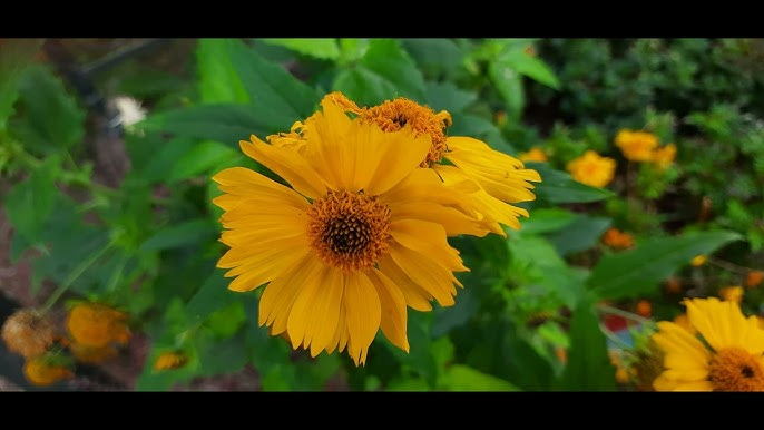 Onlayn porno: Qizcha kiyingan yigit