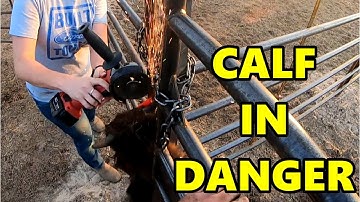 Ep. 160 - Weaning Calves Almost Went Bad | FIRST USE Bison Sorting Pens | Blackacre Ranch