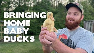 Bringing Home Baby Ducks!
