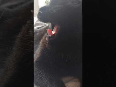 Big Yawn